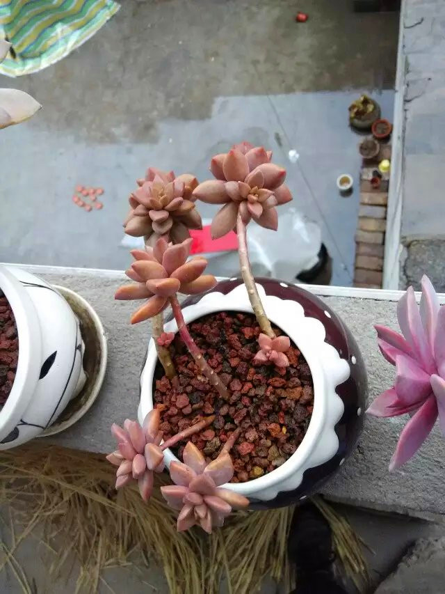 多肉长出盆外了怎么办,多肉盆里长出黄色菌