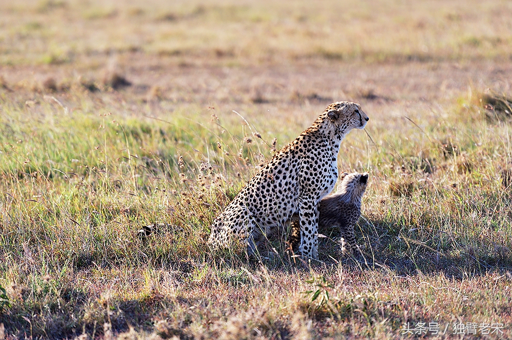 非洲马赛人有多厉害狮子都被吓跑,马赛人手拿一支长矛单挑一头狮子