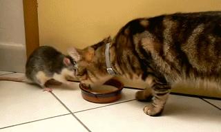 佛前一跪三千年，未见我佛心生怜；莫是尘埃遮佛眼，原是未献香火钱；佛若不贪，为何要世人供奉？