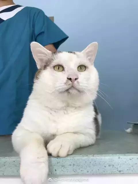 给流浪猫割双眼皮,成都流浪猫手术