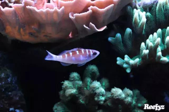 天啊，又是火灾又是炸缸，这可能是最倒霉的鱼友了！