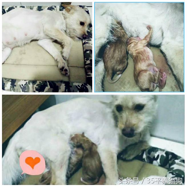 我和我的狗子们：养狗人的心醉幸福二三事儿