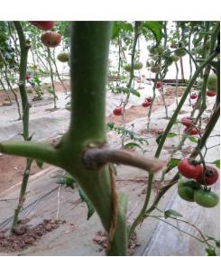 阴天多雨,别让它毁了你辛苦种植的西红柿
