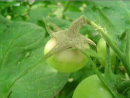 阴天多雨,别让它毁了你辛苦种植的西红柿