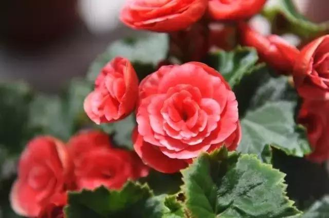 海棠到冬天叶片都掉光了,海棠到夏天就落叶