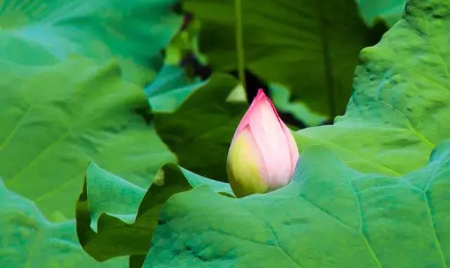 高温下的上海城市,上海40度以上高温