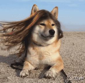 去屑止痒的洗发水哪家最好,洗发水哪家比较好用性价比高