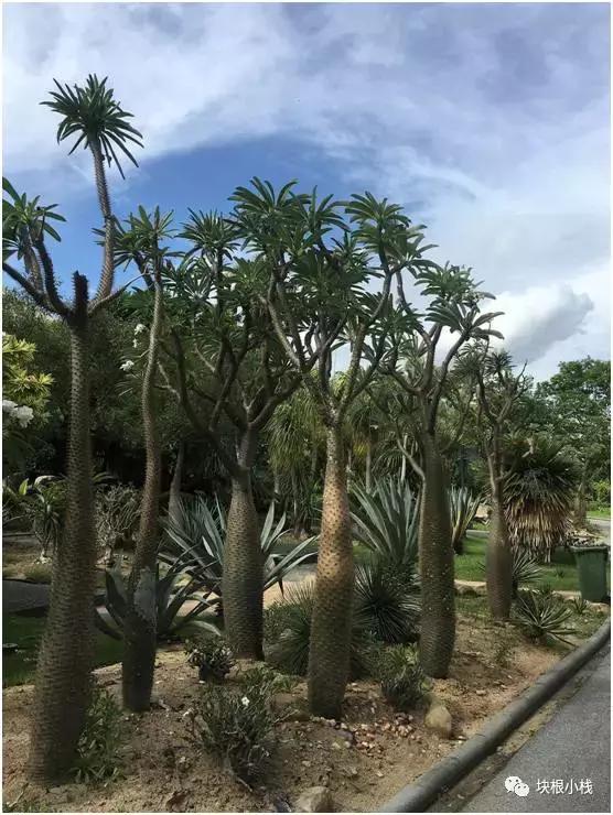 泰国多肉展会,仙人掌与多肉植物新品集粹