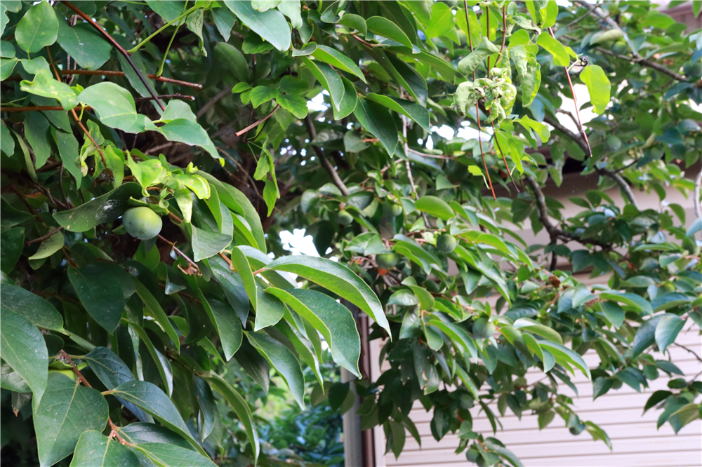 日本成田机场到市区最早几点,成田机场到东新宿