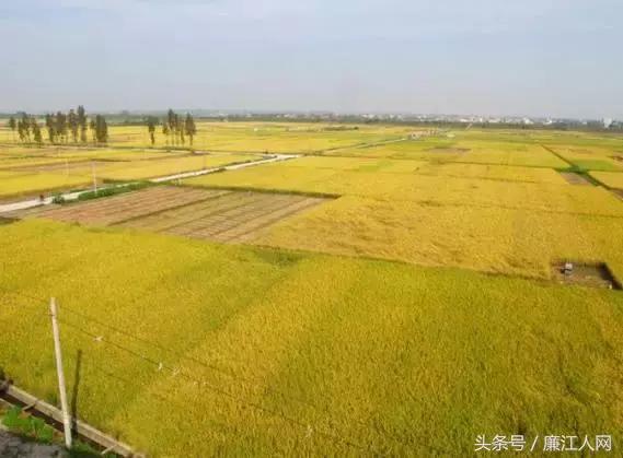 我来自廉江农村，你愿意跟我结婚吗？