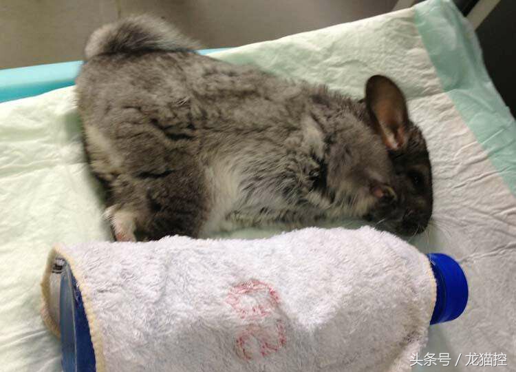 龙猫中暑一般要恢复多久,龙猫中暑解决视频