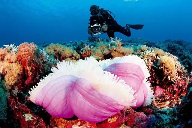 海底是个什么什么的世界,海底是个怎样的世界它有什么秘密