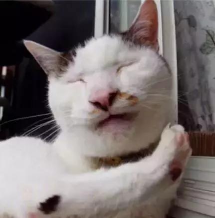 成都流浪猫割双眼皮后的图片,给流浪猫割双眼皮