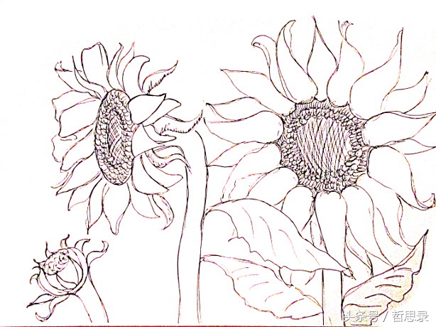 初学者画向日葵的详细教程,向日葵绘画教程简单易学