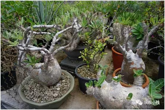 泰国多肉展会,仙人掌与多肉植物新品集粹