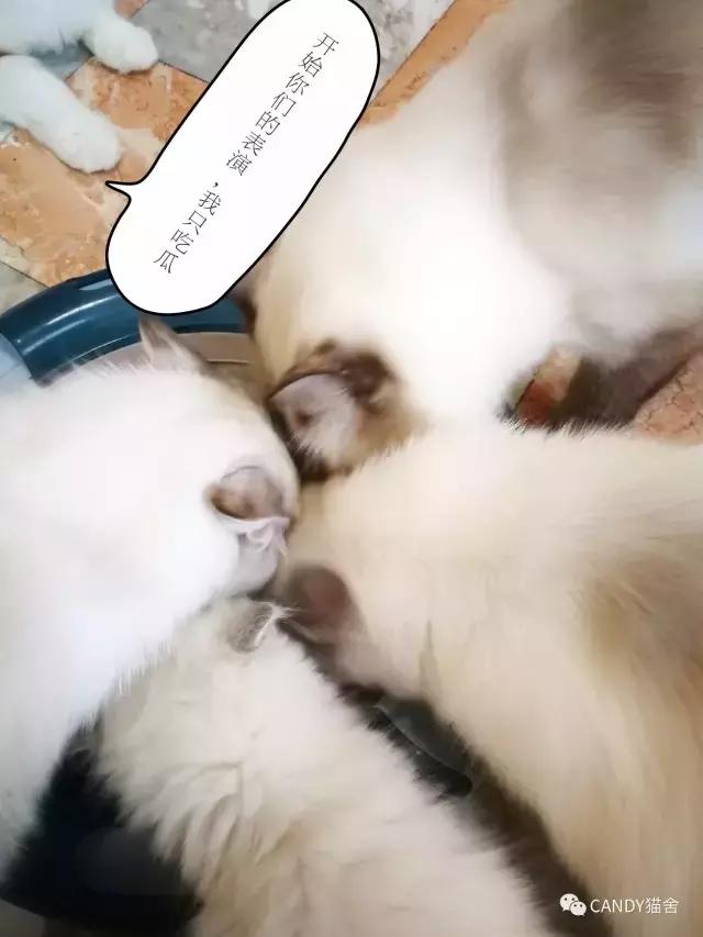 体验报告,猫生烘焙猫粮测评