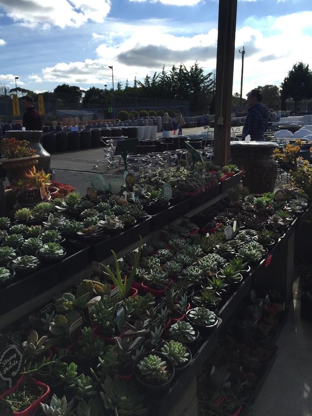 多肉植物澳大利亚墨尔本,墨尔本多肉