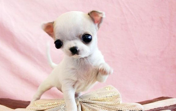 世界名犬排名前十名哪种最易训,十种名犬图及特色介绍