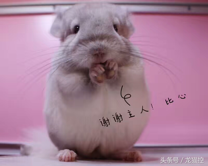 龙猫中暑一般要恢复多久,龙猫中暑解决视频