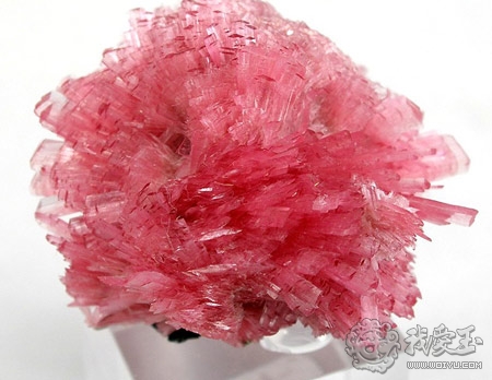 你以为你买到手的是草莓晶,但其实它的真实身份是?