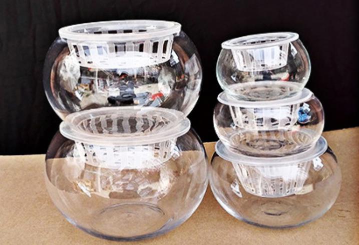 水培吊兰的正确方法,水培吊兰管理经验分享