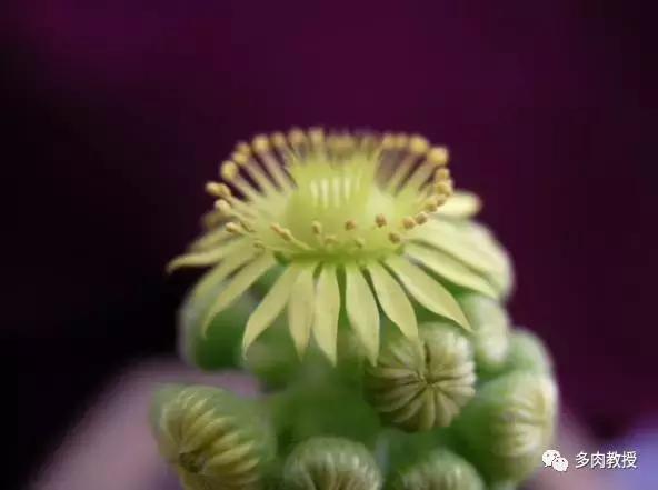 多肉开花会死的品种有哪些图片,多肉开花为什么会死