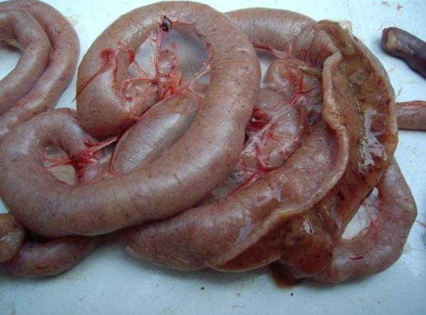 鸡小肠球虫病和盲肠球虫病的区别,鸡的盲肠球虫是什么症状