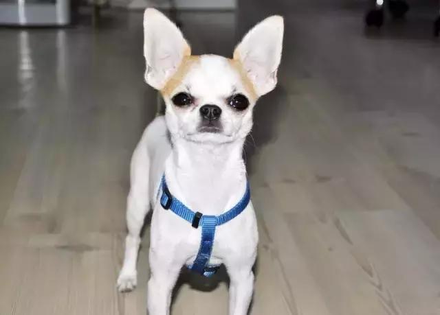 为什么原来喜欢狗现在不喜欢了,为什么那么多人不喜欢狗