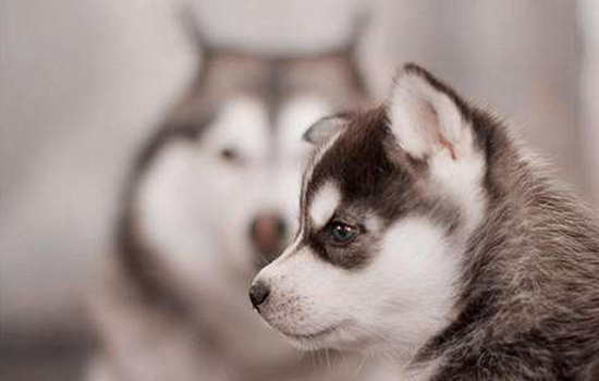 狗狗吃了驱虫药拉稀了怎么回事,狗狗吃了驱虫药拉肚子怎么办