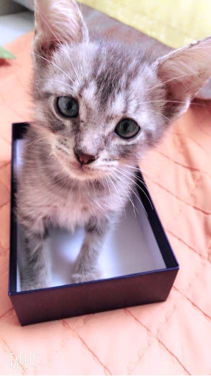 去朋友家，抱养了一只小猫，喂养两周后，我们的噩梦开始了！