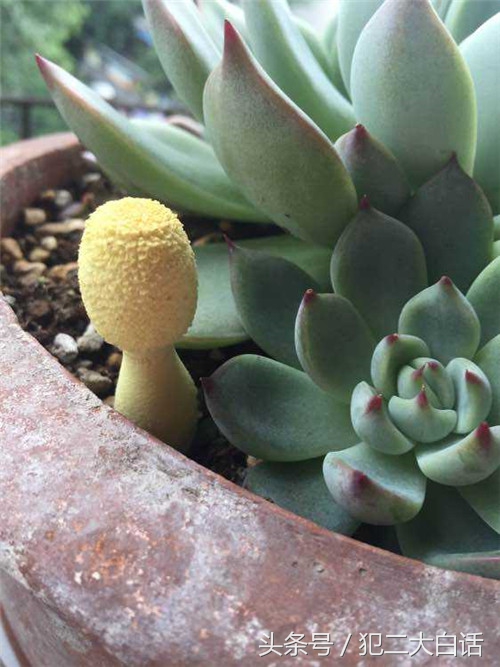 多肉植物里长蘑菇,100种神奇的多肉植物