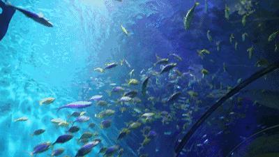 一啸渔乐,常见平尾海鱼有哪些