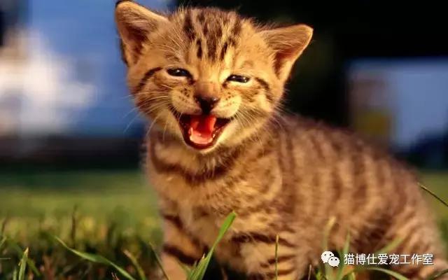 猫咪有泌尿道会表现出什么症状,猫咪泌尿道问题怎么治疗