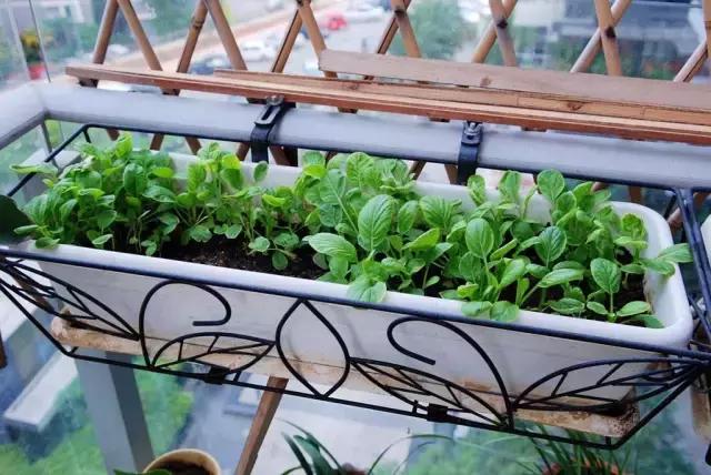 自家阳台上种的无公害绿叶菜,绿色蔬菜的种植方式是什么