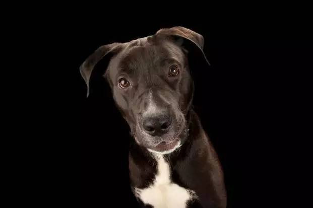 狗狗真的会等主人吗,狗狗性格随主人是真的吗