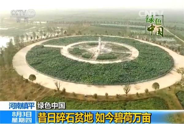 镇平杨营镇万亩荷塘,镇平鱼莲共生5万亩荷塘再上央视