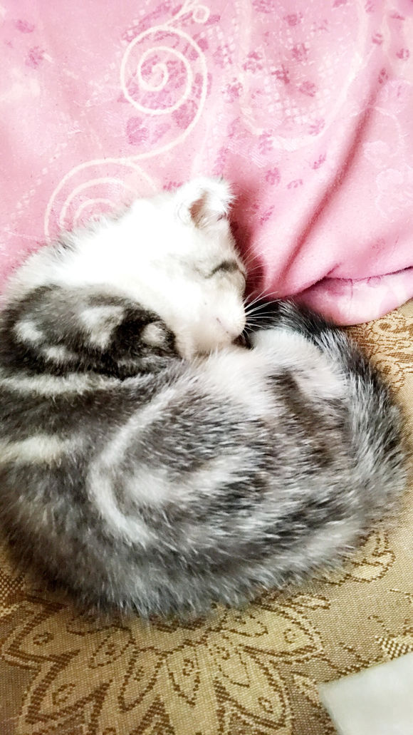 去猫舍，2800入手一只英短猫，喂养一周后，我们的噩梦开始了！