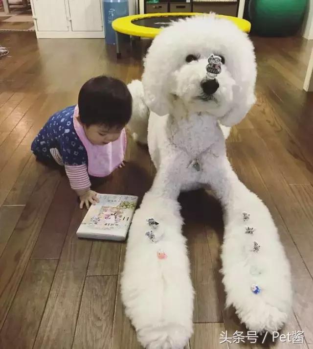 好可爱的巨型贵宾犬,超粘人的巨型贵宾犬