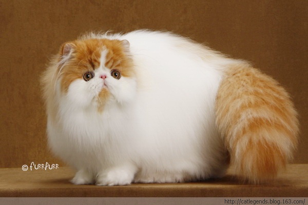 猫咪品种大盘点长毛猫篇,不掉毛猫咪的品种大全