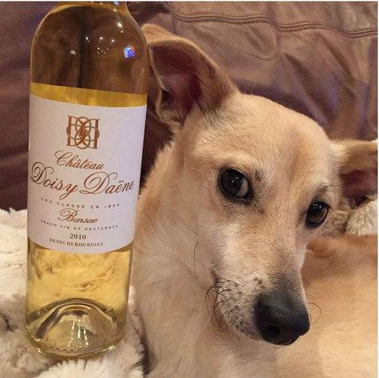 巧克力葡萄还有什么狗不能吃,狗不能吃巧克力还不能吃什么食物