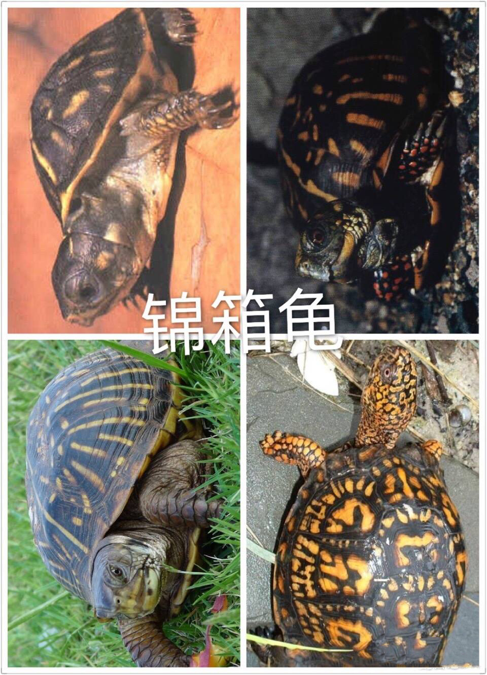 箱龟怎么区分品种,箱龟种类大全