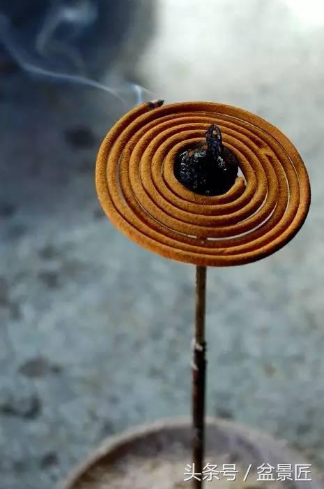 夏天招蚊子的绿植,绿植除虫小妙招