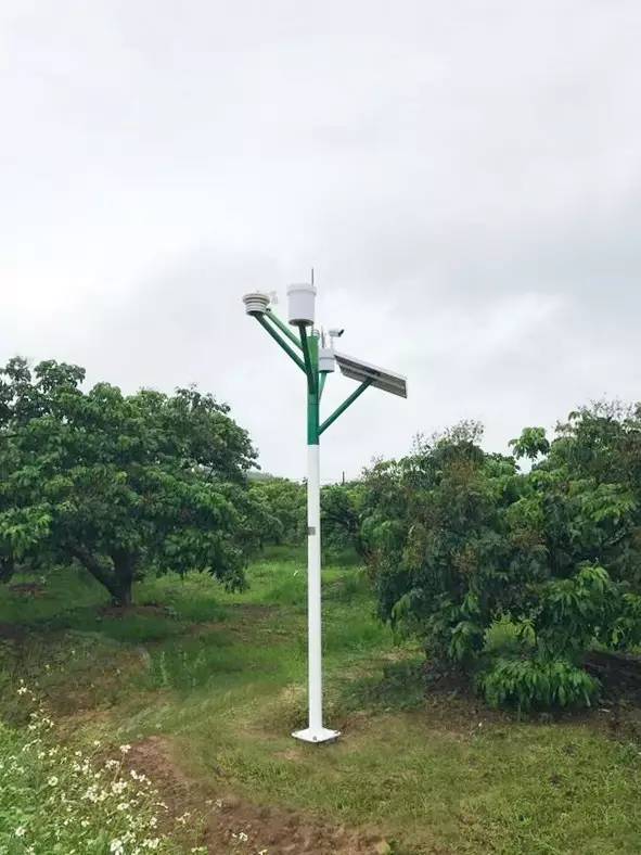 告别“华尔街之狼”般的财富人生，他选择回归300亩龙眼老树林