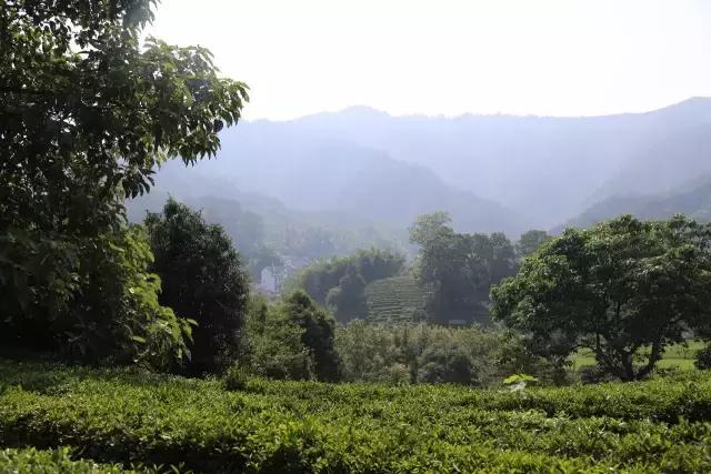 小产区祥源茶,小产区祥源茶礼盒