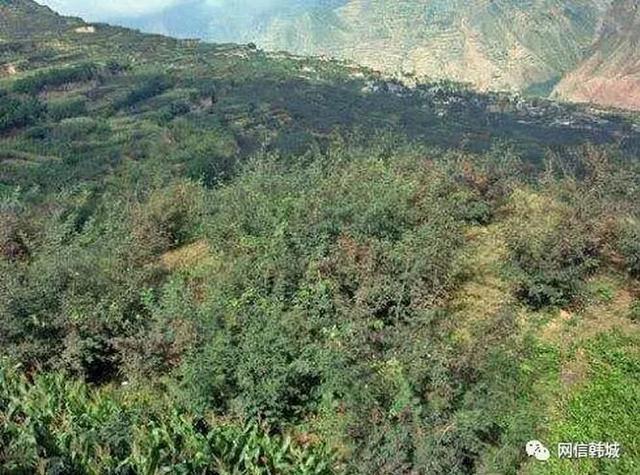 中国陕西韩城花椒之乡 (陕西韩城大红袍花椒之乡)