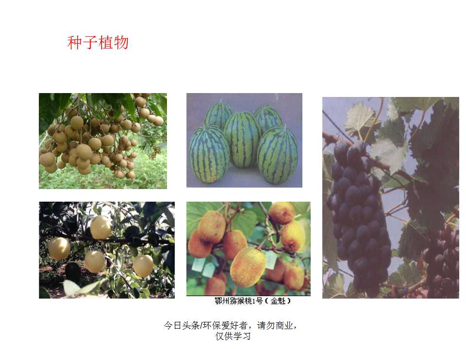 认识植物从身边开始,认识植物的根茎叶各个部分