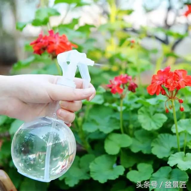 夏天招蚊子的绿植,绿植除虫小妙招