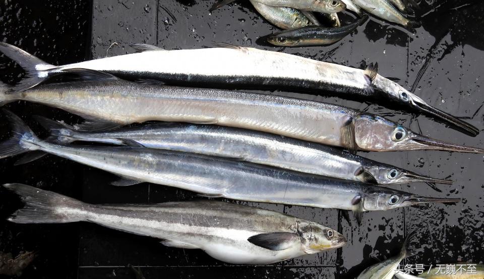 仙本那人间仙境的秘密,仙本那不为人知的一面