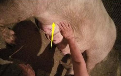 母猪产前产后注意事项以及产后不食少乳炎症处理方法