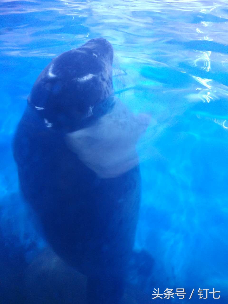 夏天与海绝配,夏天与海洋更配的图片